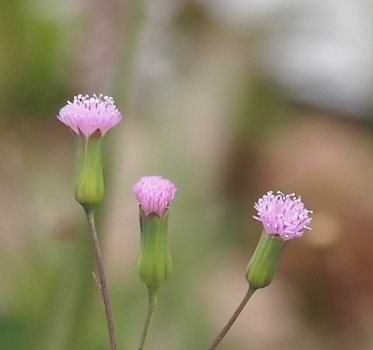 [These blooms are a light purple with white-tipped stamen. Two blooms are open while one still has all the thin petals squished together and the stamen not visible.